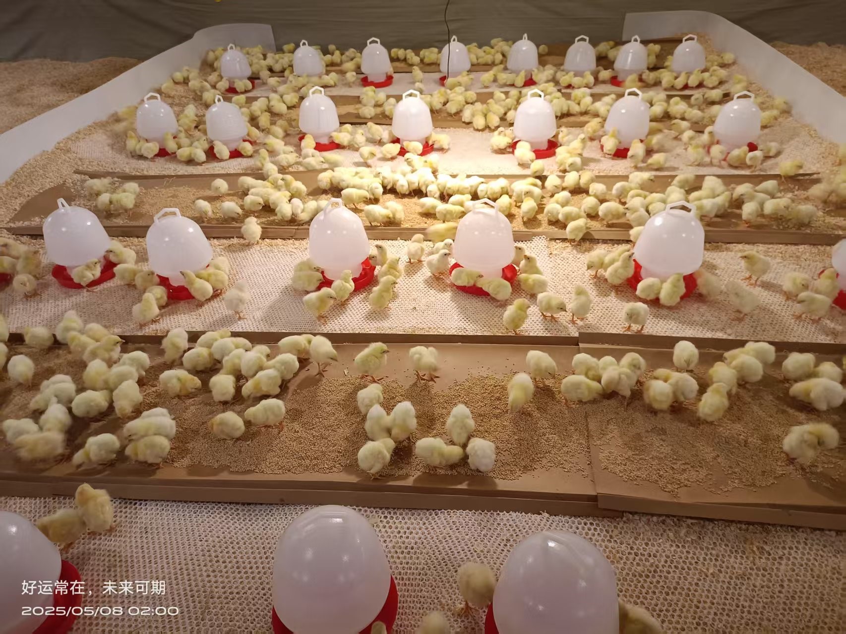 【喜讯】918博天堂股份白羽肉鸡引种再立异高 种源战略筑牢工业基本