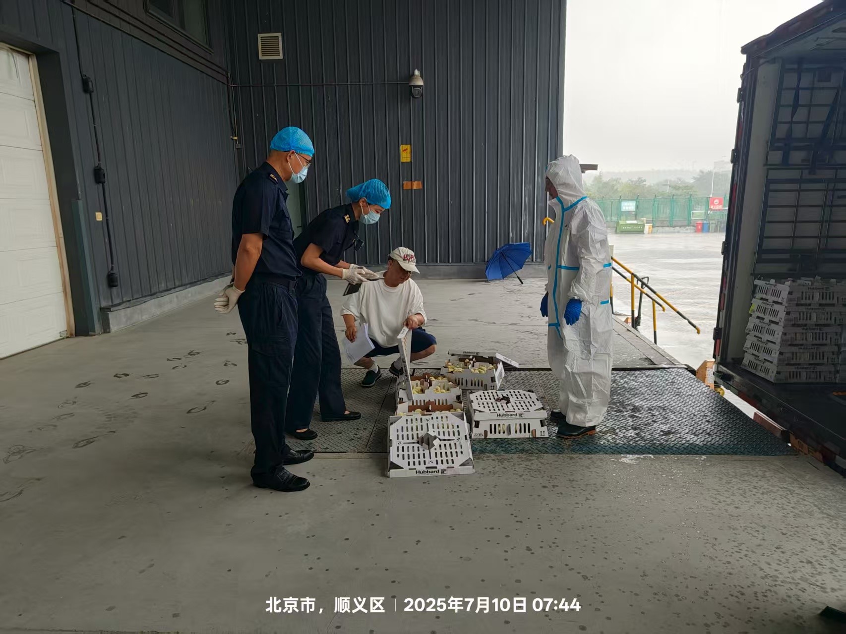 【喜讯】盛夏添新羽！盛夏添新羽！918博天堂股份第六批法国利丰祖代种鸡顺遂入境