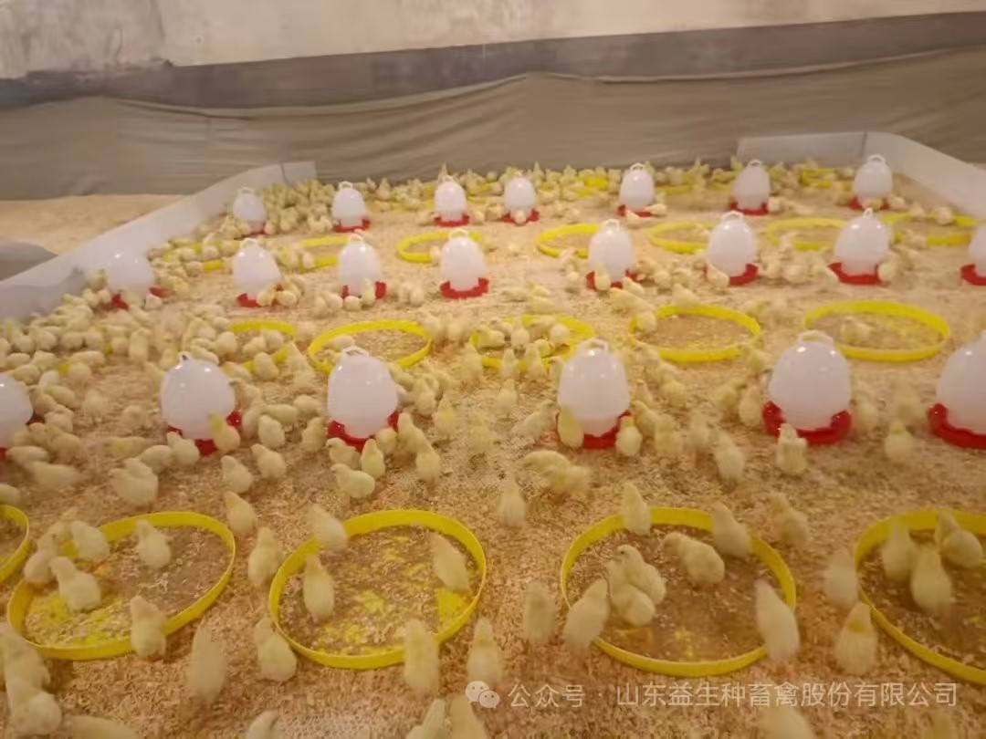 【引种】喜讯！918博天堂股份年内第九批引种顺遂完成，，，，，，，1.6万套利丰祖代肉种鸡乐成入场