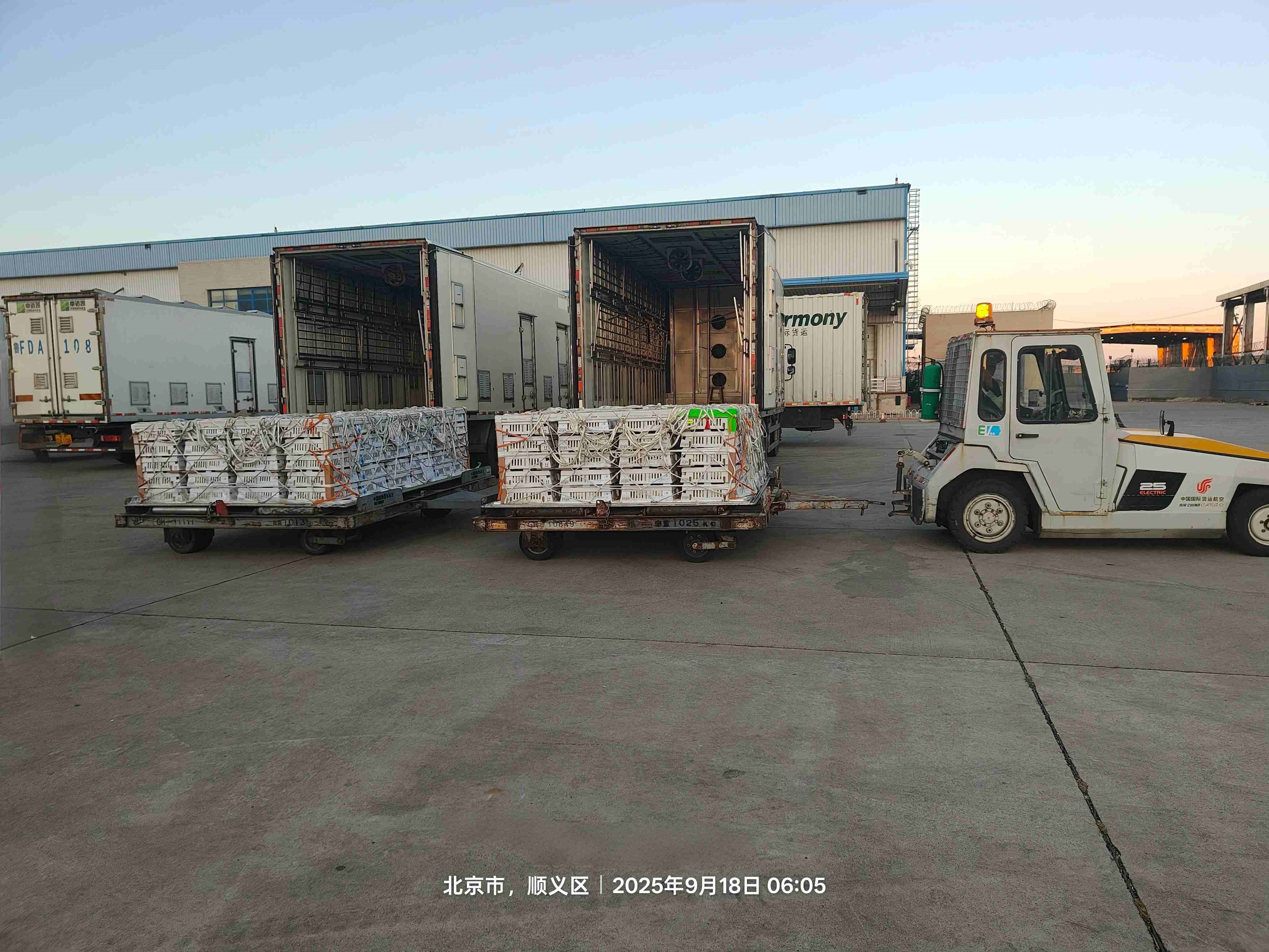 【引种】金秋迎硕果 引种再突破——918博天堂股份乐成引进年度第十一批利丰祖代种鸡