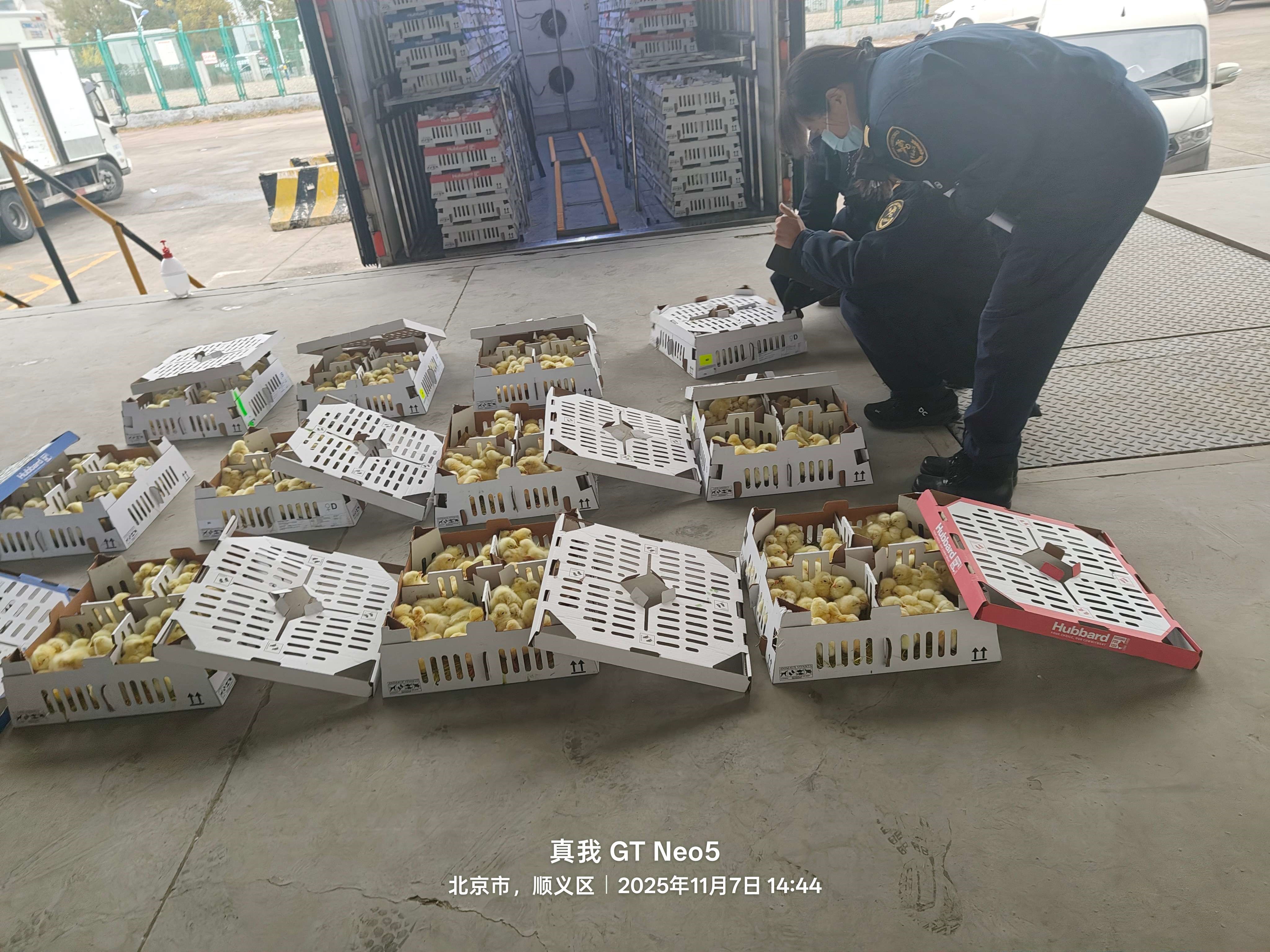 【引种】918博天堂股份年内第十四批祖代种鸡顺遂入境 累计引种占天下近半