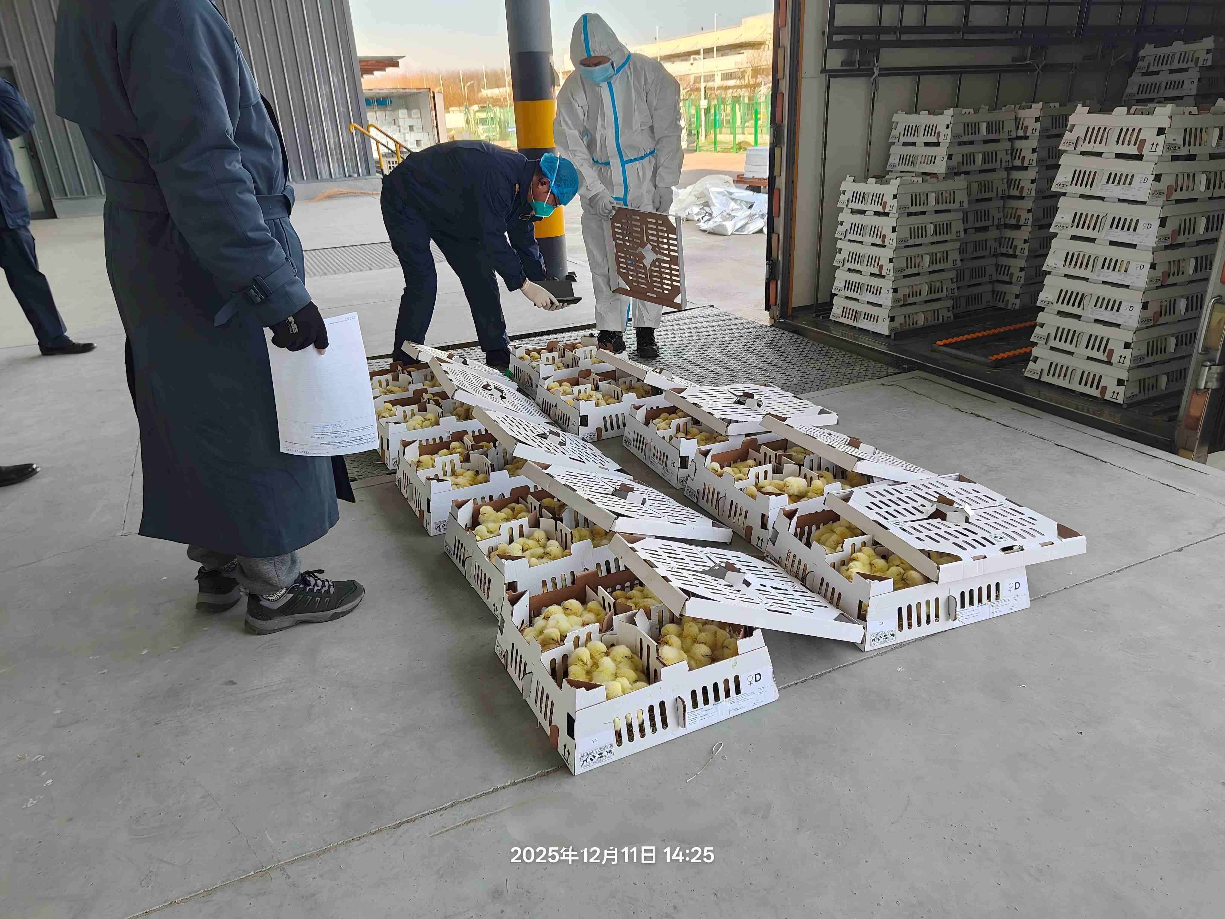 【喜讯】918博天堂股份年度引种圆满收官，，，，，，，累计引种量高达26.6万套